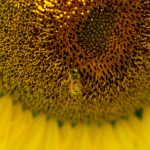 Pamela Brandt, "Honey Bee on Sunflower, 2020